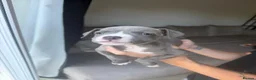 Staffordshire Bull Terrier dogs for sale: Blue Staffordshire bull terrier  - Advert 7