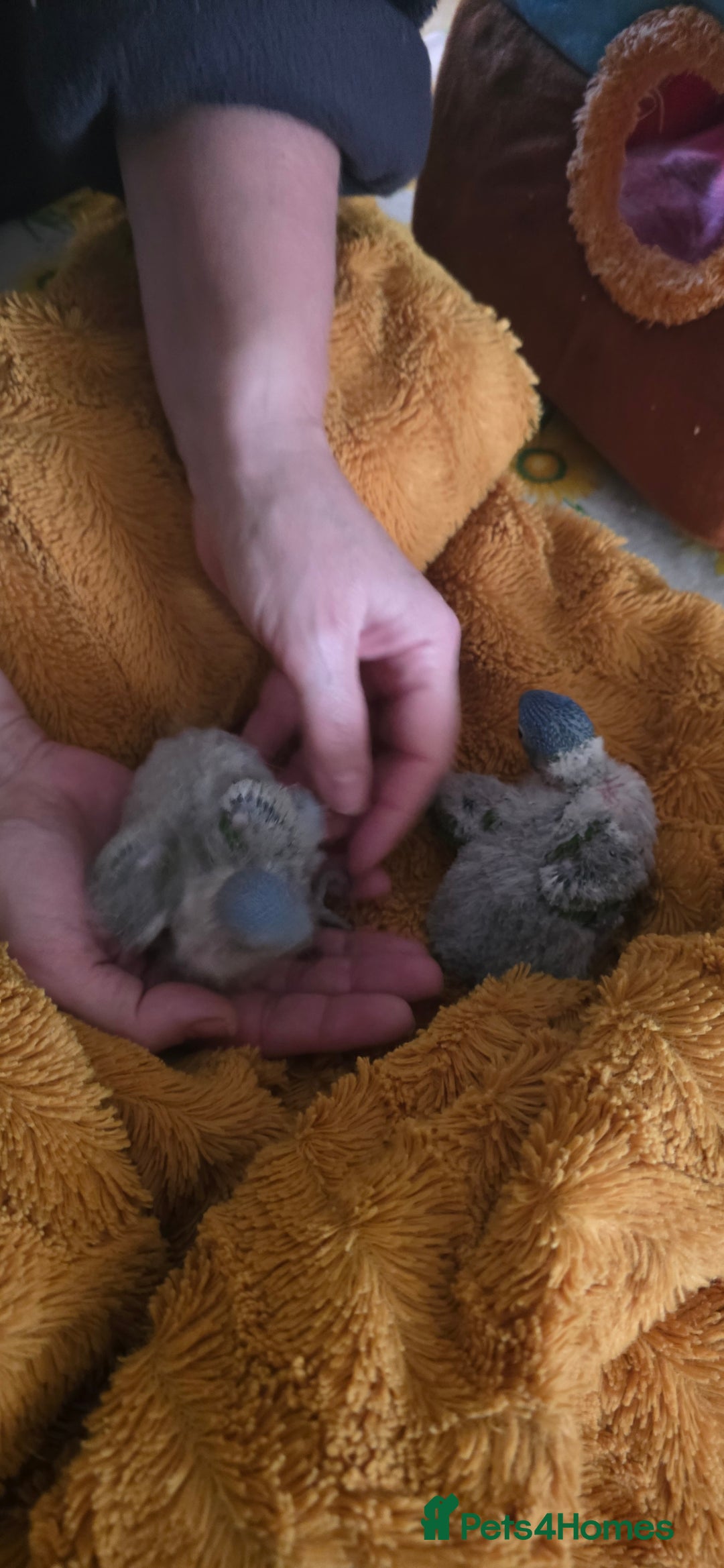 Lorikeets birds for sale: Rainbow Lorikeet Chicks (Trichoglossus moluccanus) - Advert 3