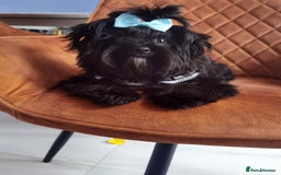 Yorkshire Terrier dogs for sale: Very Cute little Boy❤️ - Image 5