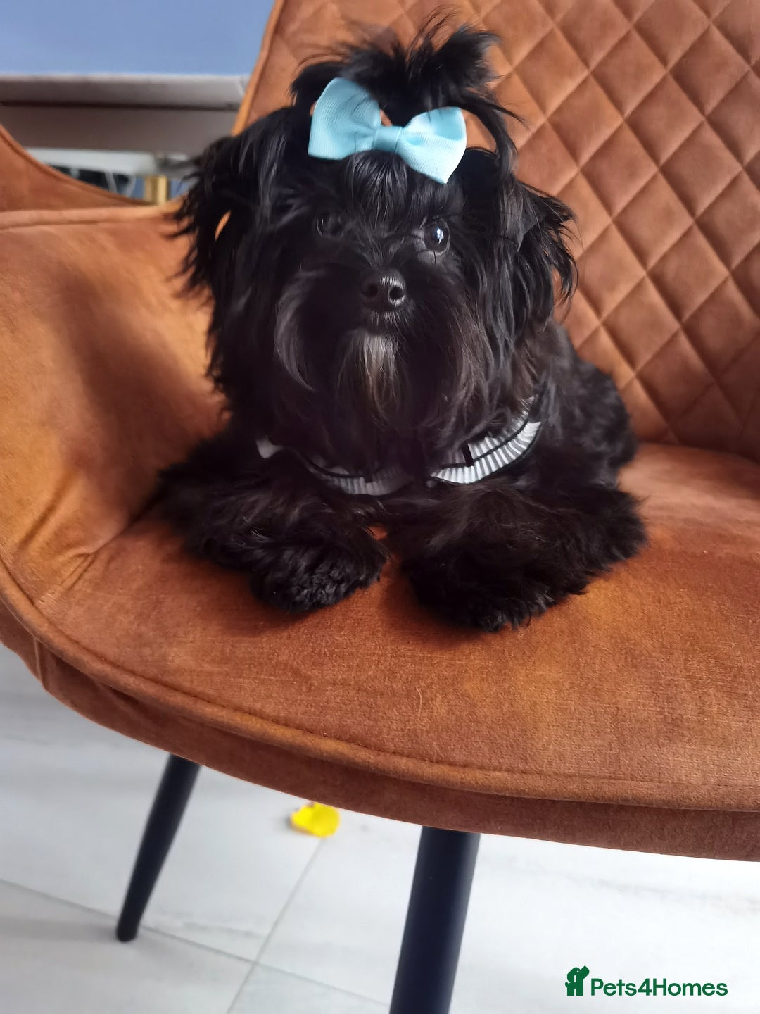 Yorkshire Terrier dogs for sale: Very Cute little Boy❤️ - Image 5