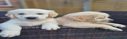 Golden Retriever dogs for adoption: Beautiful Golden retriever puppies - Advert 2