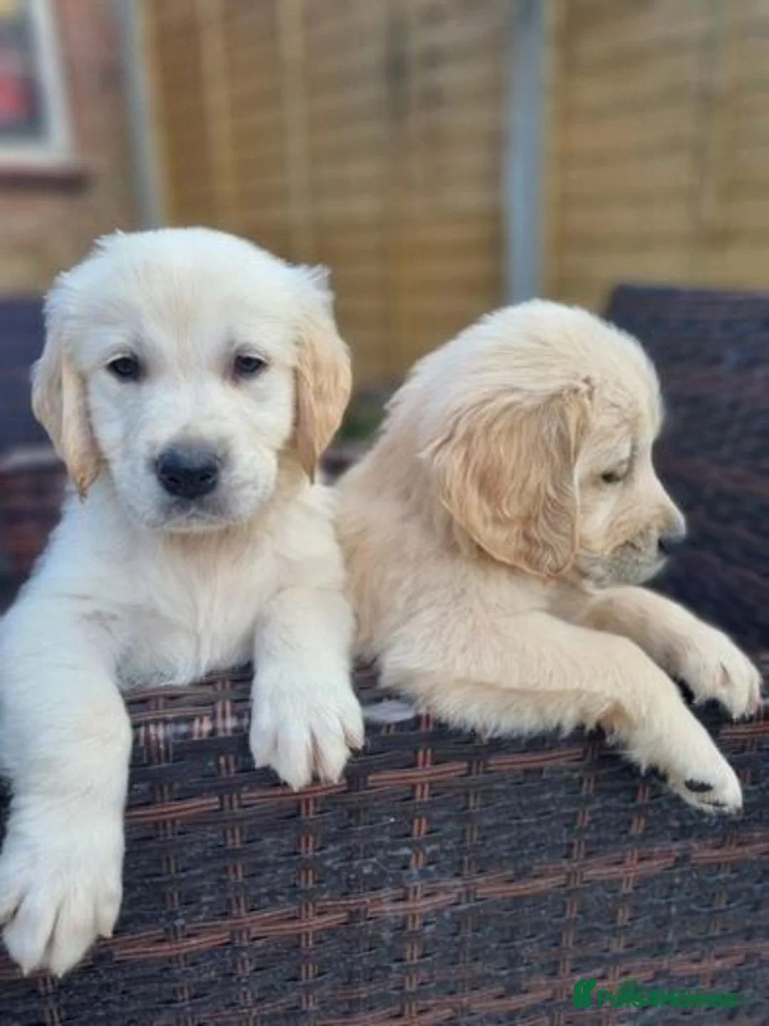 Golden Retriever dogs for adoption: Beautiful Golden retriever puppies - Advert 2