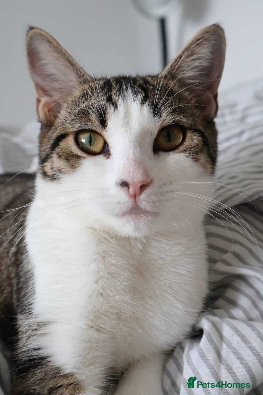 British Shorthair cats Adorable 8 Month Old Female Kitten - Advert 1