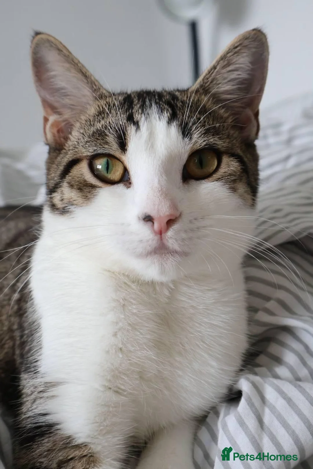 British Shorthair cats for sale: Adorable 8 Month Old Female Kitten - Advert 1