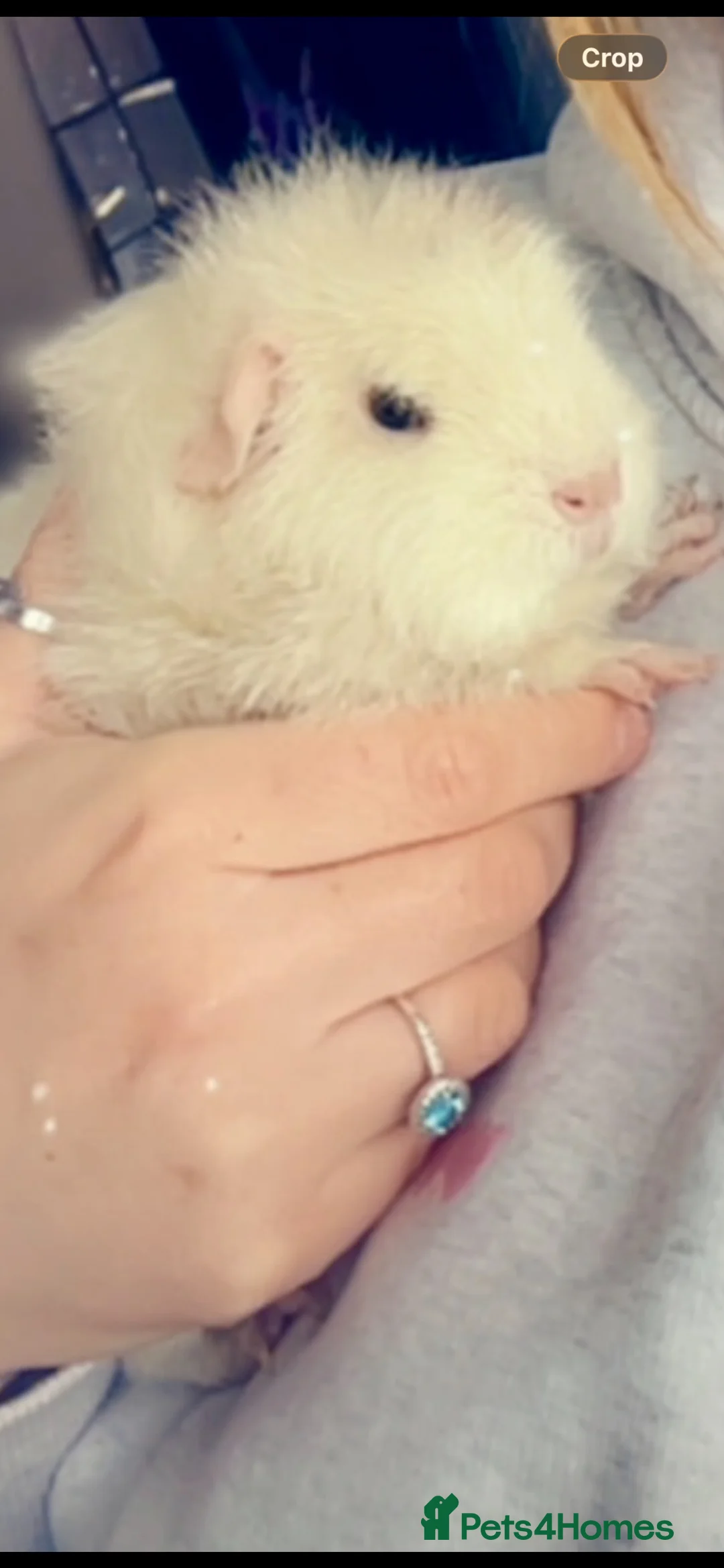 Guinea Pig rodents for sale: Two female guinea pigs  - Advert 7