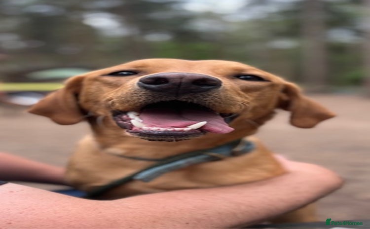 Labrador Retriever dogs - Advert 1
