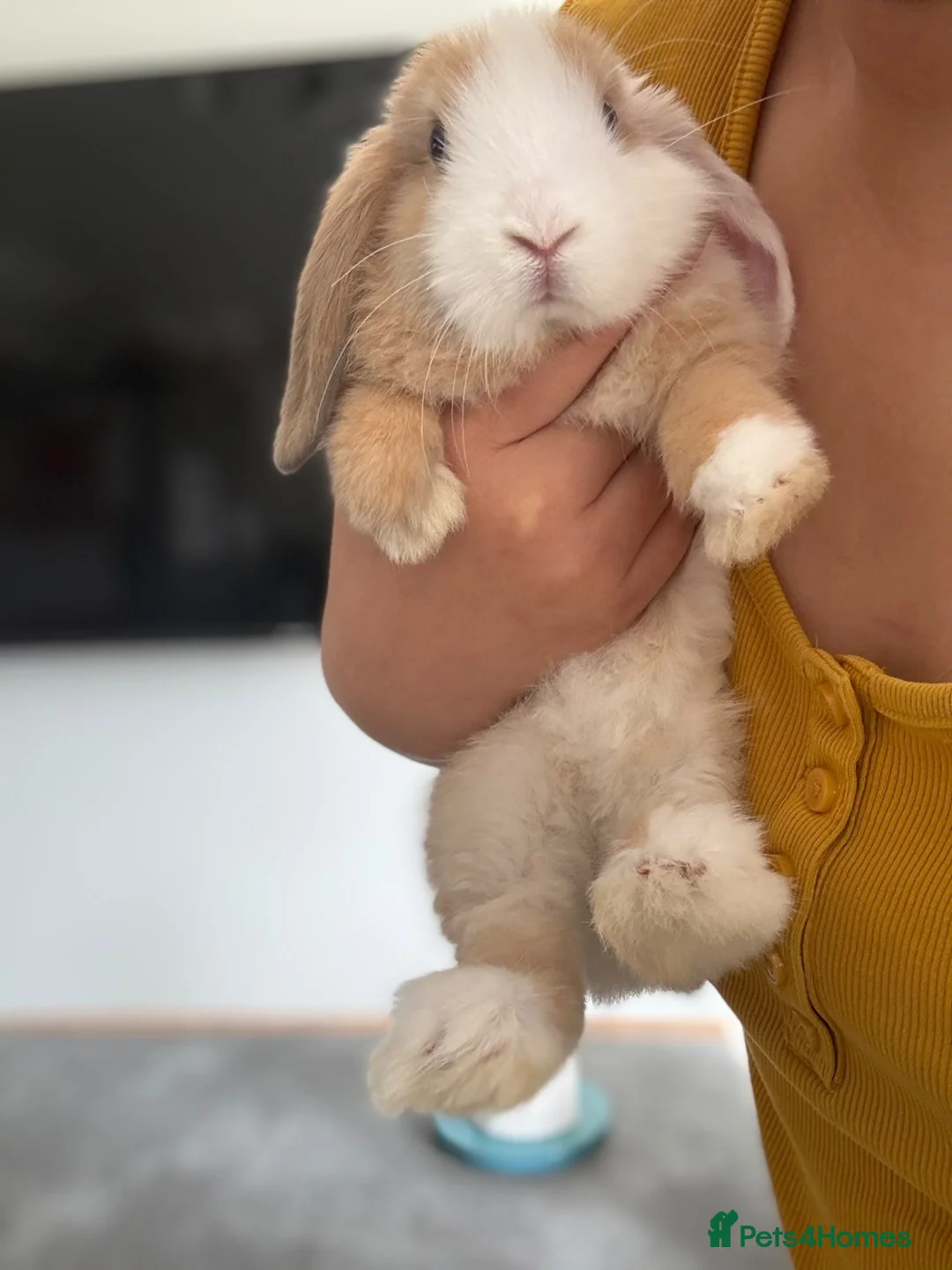 Mini Lop rabbits for sale: SOLD! Lovely Mini Lop - Advert 2