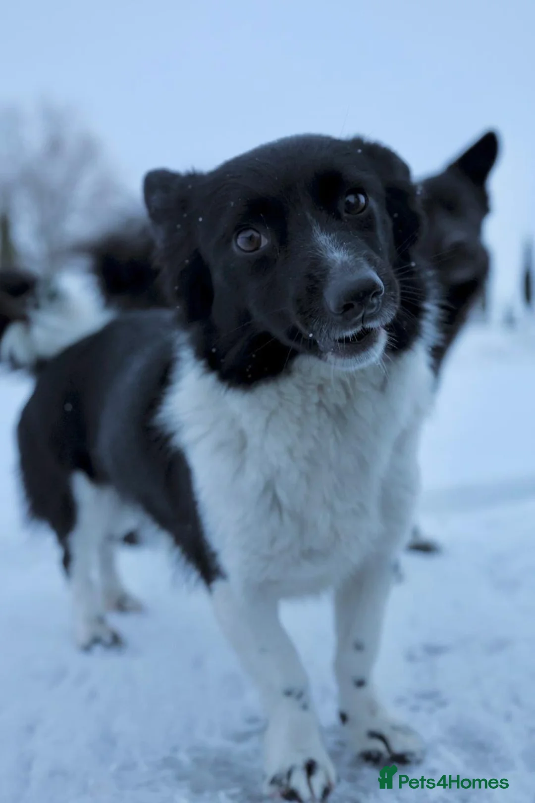 Mixed Breed dogs for adoption: 🐶❤️ CLAIRE  - A Little Burst Of Happiness 🐶 - Advert 2