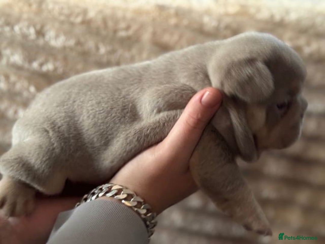 French Bulldog dogs for sale: Quality Stunning Frenchies Bull Puppies  - Advert 15