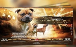 Staffordshire Bull Terrier dogs for sale: BRUNO CH SIRED RED MALE LOOKING FOR A NEW HOME  - Image 4