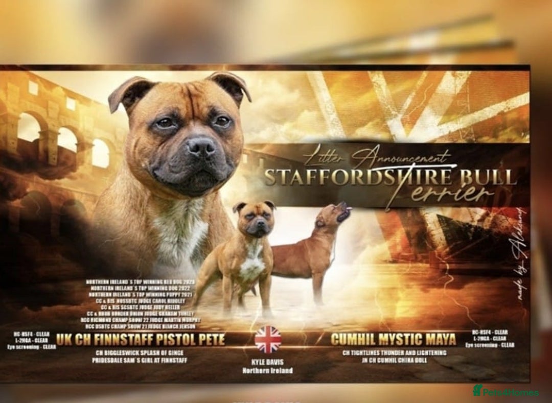 Staffordshire Bull Terrier dogs for sale: BRUNO CH SIRED RED MALE LOOKING FOR A NEW HOME  - Image 4