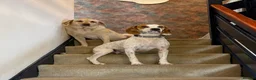 Mixed Breed dogs for adoption: Lucky loving active fun 1 yr old Pointer  - Advert 7