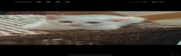 Khao Manee cats for sale: Two white kittens for sale  blue eyes mixed  - Advert 3