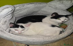 Bombay cats for sale: Kitten 3 months - Advert 3