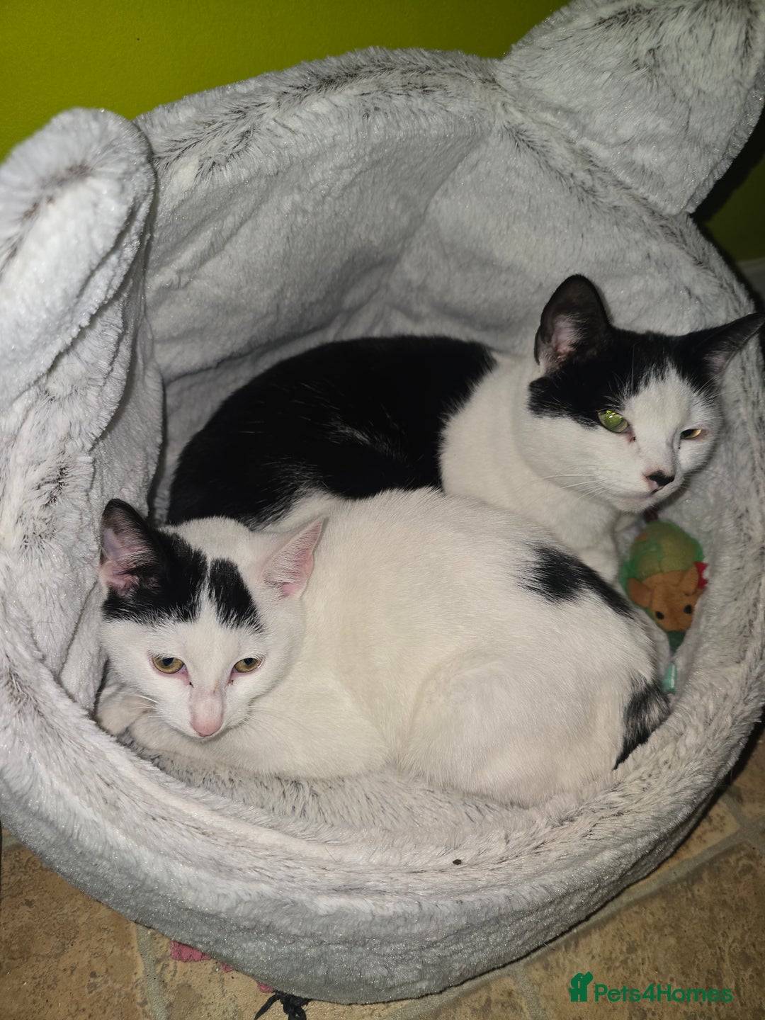 Bombay cats for sale: Kitten 3 months - Advert 3