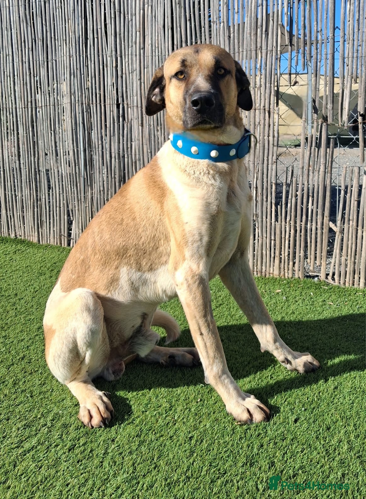 Mixed Breed dogs 🚨 Urgent -Kennel Closed SOS  - Advert 12