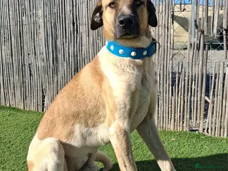 Mixed Breed dogs 🚨 Urgent -Kennel Closed SOS - Advert 12