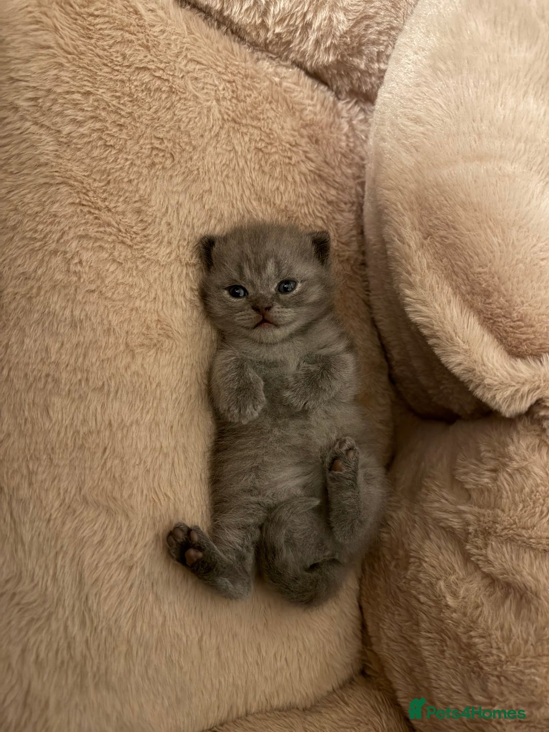 British Shorthair cats for sale: British short hair kittens  - Image 8