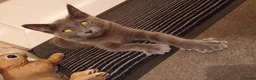 Ragdoll cats for sale: 2 beautiful female kittens  in Westcliff-on-Sea - Advert 2
