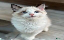 Ragdoll cats for sale: Rare European Chunky ragdolls - Image 23