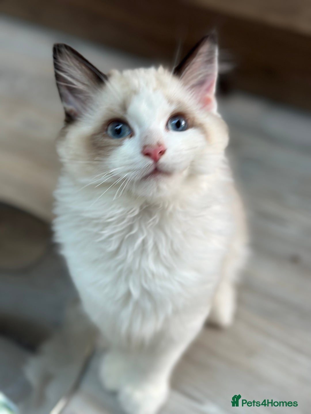 Ragdoll cats for sale: Rare European Chunky ragdolls - Image 23