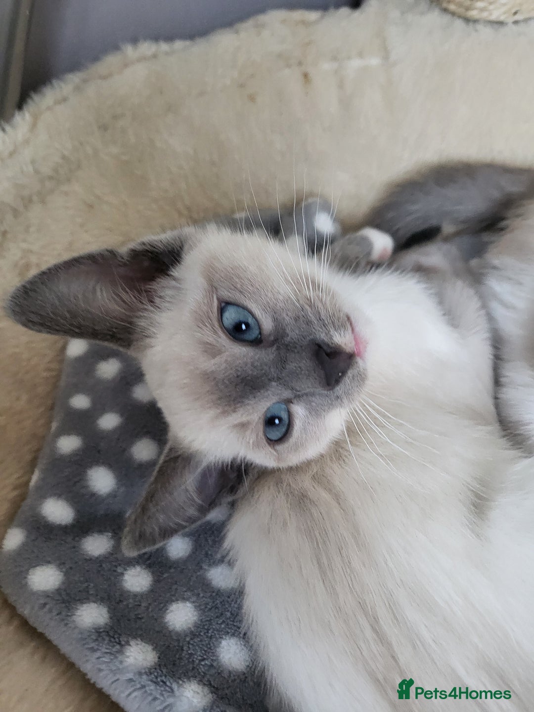 Snowshoe cats for sale: Rare Pedigree TICA Snowshoe Kittens -ONLY ONE LEFT - Advert 15