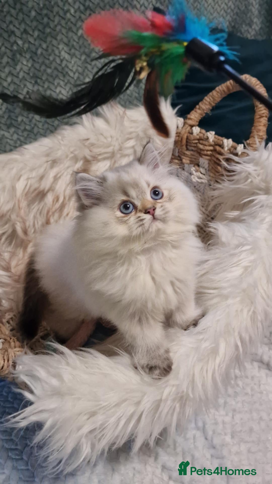 British Shorthair cats for sale: 💖TICA GOLDEN / GOLDEN POINT BSH & BLH KITTENS💖 - Advert 2