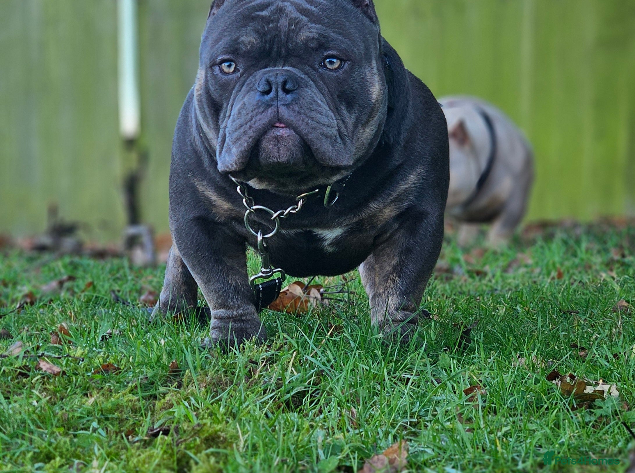 American Bully dogs Exotic Bully  - Advert 1