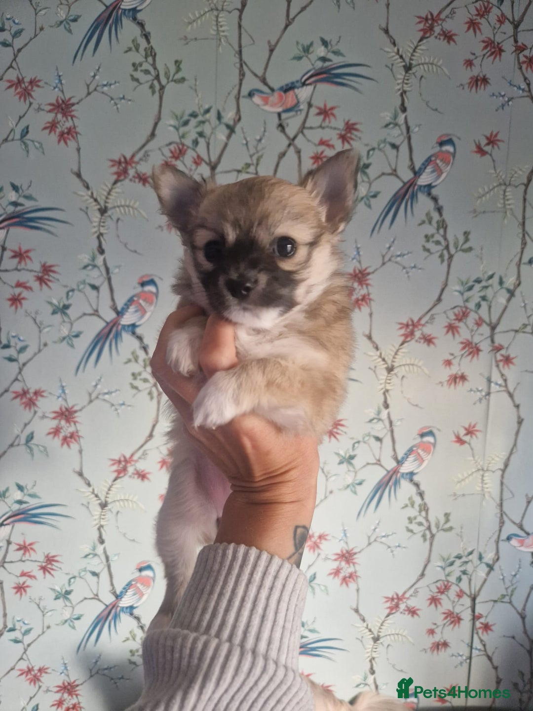 Chihuahua dogs for sale: Beautiful chihuahua girl - Advert 1