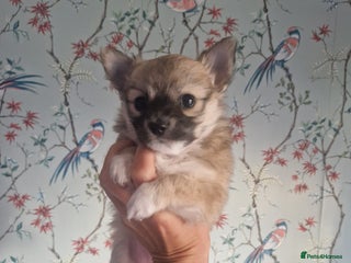 Chihuahua dogs Beautiful chihuahua girl - Advert 3