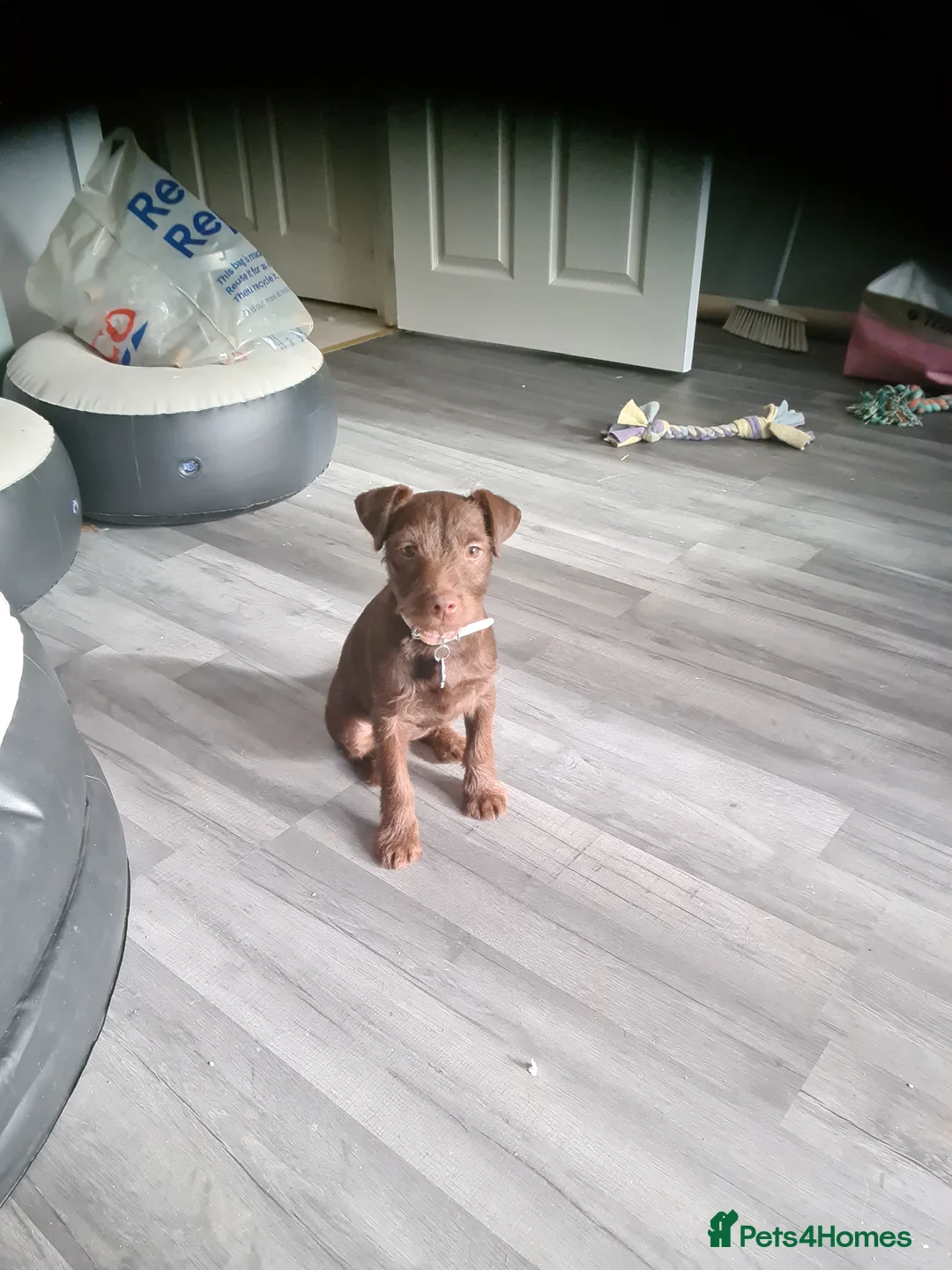 Patterdale Terrier dogs for sale: Beautiful chocolate Paterdale Terrier 4 months old in Stevenage - Advert 1