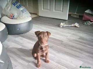 Patterdale Terrier dogs Beautiful chocolate Paterdale Terrier 4 months old in Stevenage - Advert 15