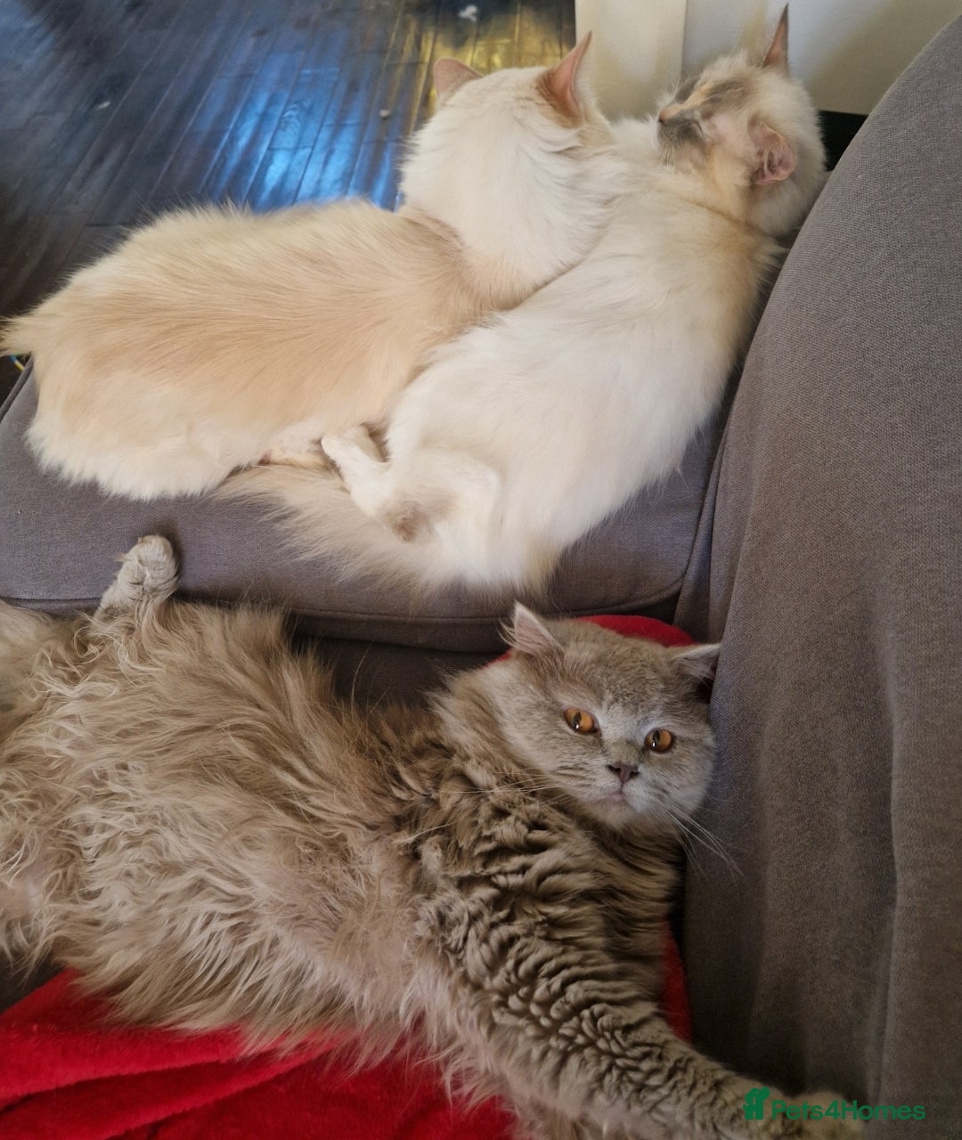 Ragdoll cats for sale: Beautiful Ragdoll Longhair kittens - Image 6