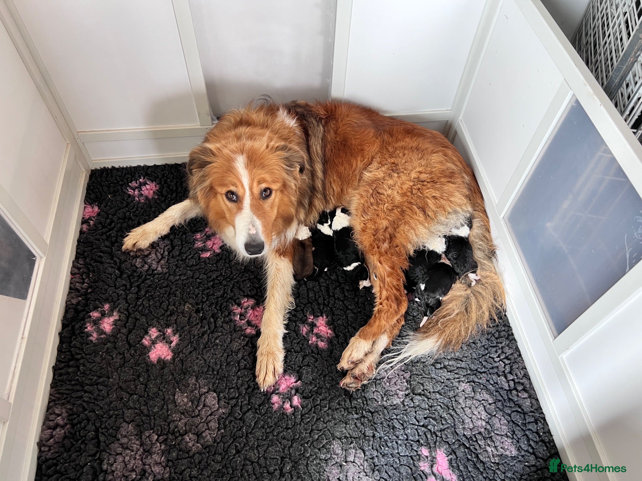 Mixed Breed dogs Lassie/Border Collie X Toy Poodle puppies - Advert 2