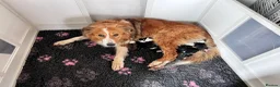Mixed Breed dogs for sale: Lassie/Border Collie X Toy Poodle puppies - Advert 2