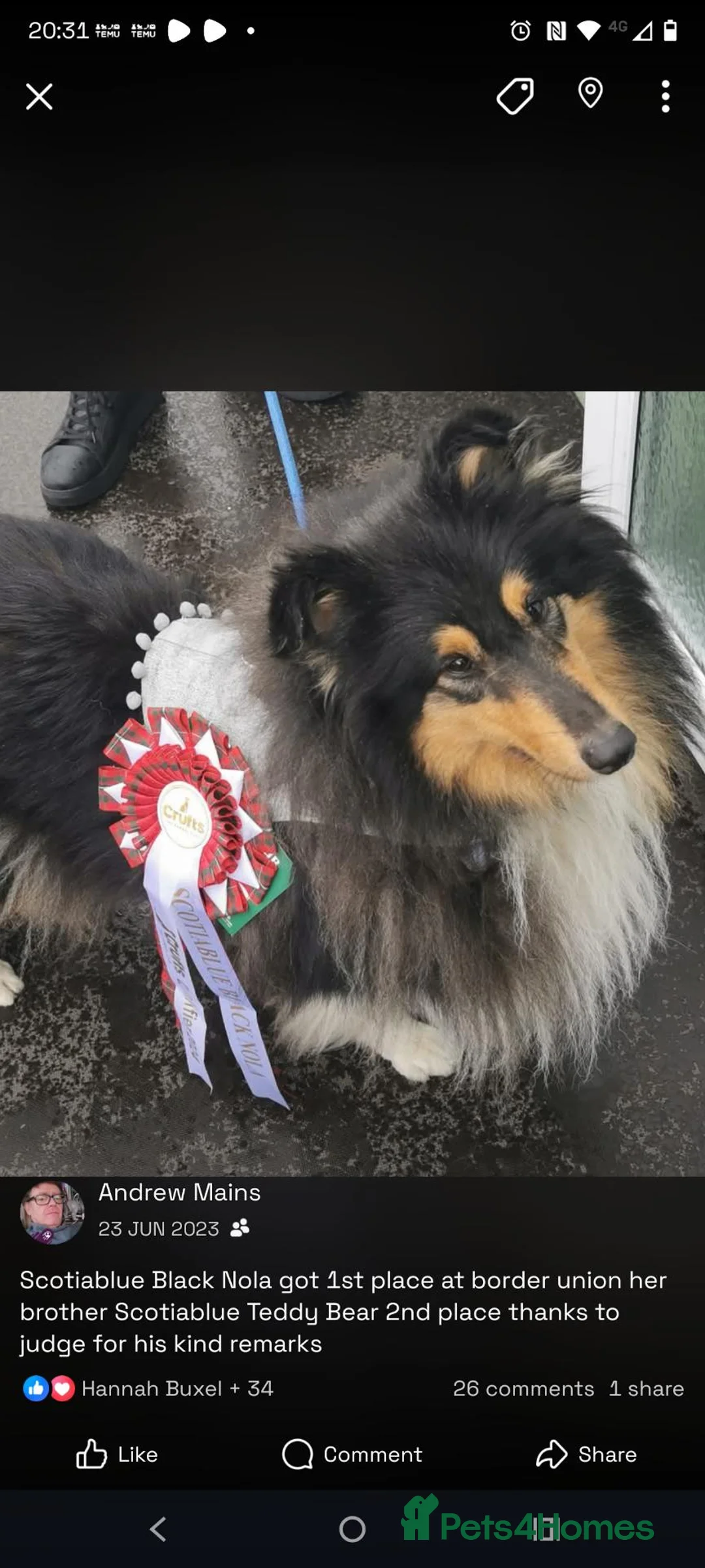 Rough Collie dogs for sale: Regretful rehome in Bathgate - Advert 3
