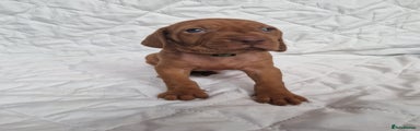 Hungarian Vizsla Puppy 5