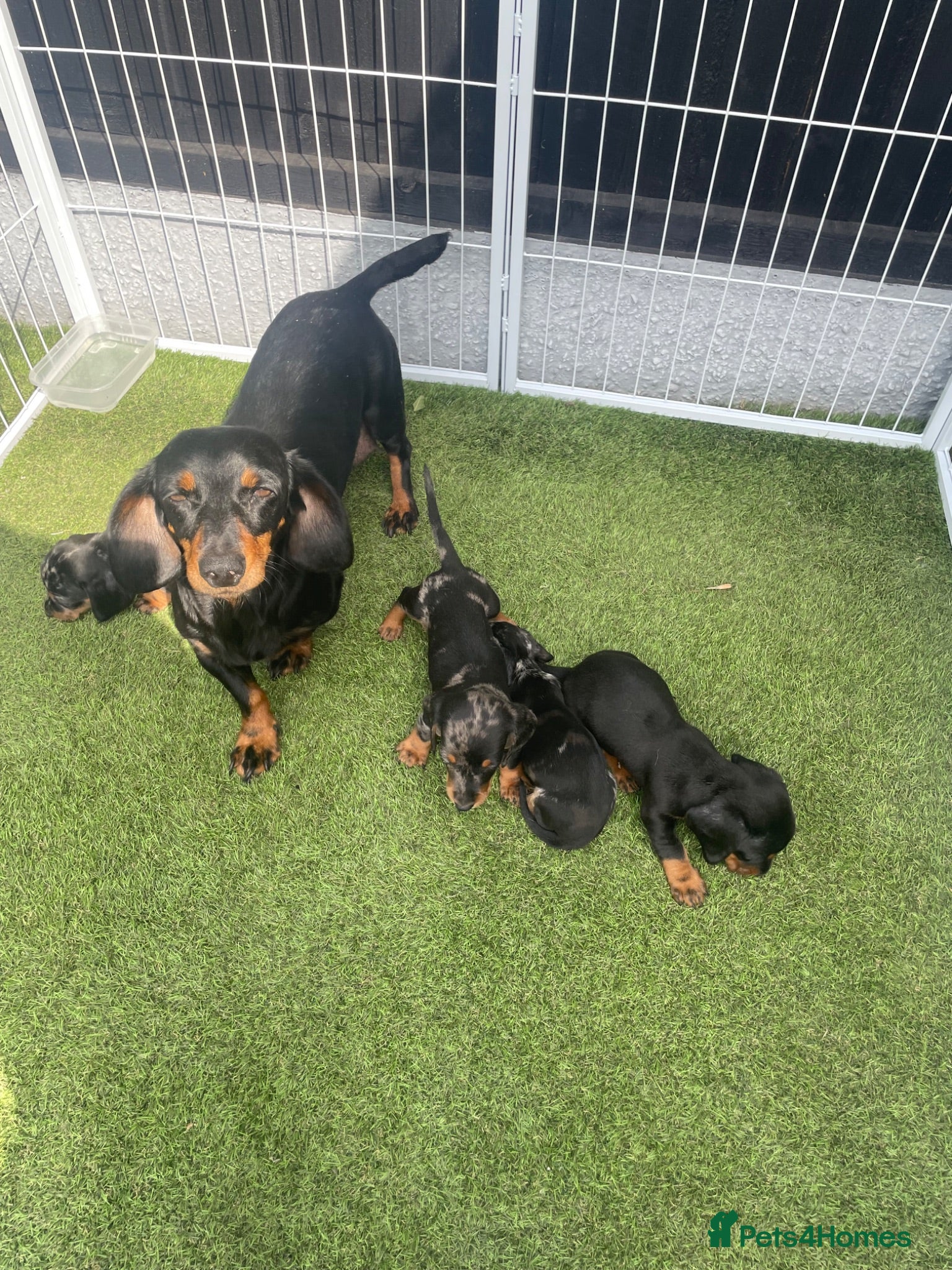 Dachshund dogs Dachshund Puppies for sale  - Advert 2