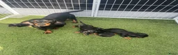 Dachshund dogs for sale: Dachshund Puppies for sale  in Wickford - Advert 1