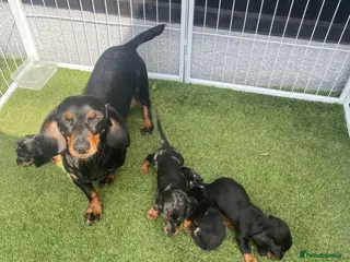 Dachshund dogs Dachshund Puppies for sale - Advert 1