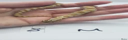 Snake reptiles for sale: Baby Western Hognoses mixed sex and morphs From - Advert 20