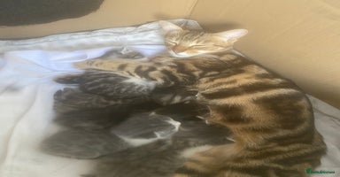 Bengal cats Three Beautiful Bengal Cross Kittens (boys)  - Advert 5