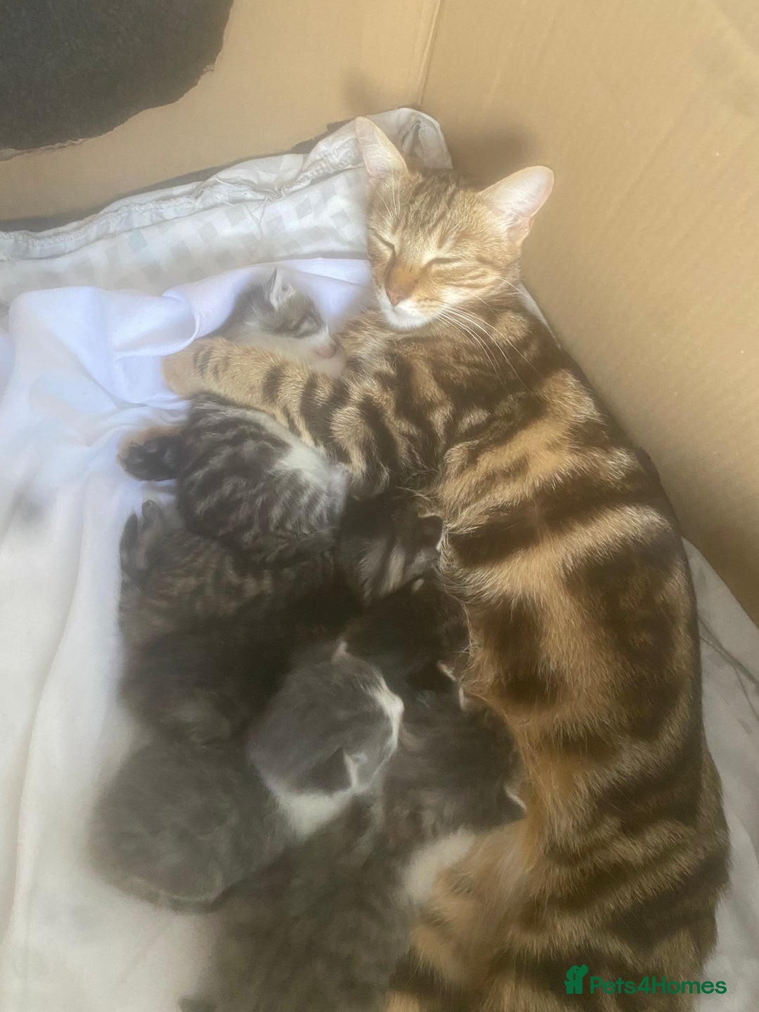 Bengal cats for sale: Three Beautiful Bengal Cross Kittens (boys)  - Image 3