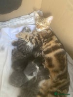 Bengal cats Three Beautiful Bengal Cross Kittens (boys) - Advert 2