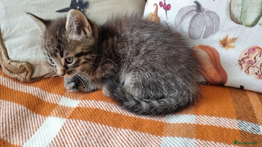 Mixed Breed cats for sale: Gorgeous Large Maine Coon Cross Kittens - Image 32