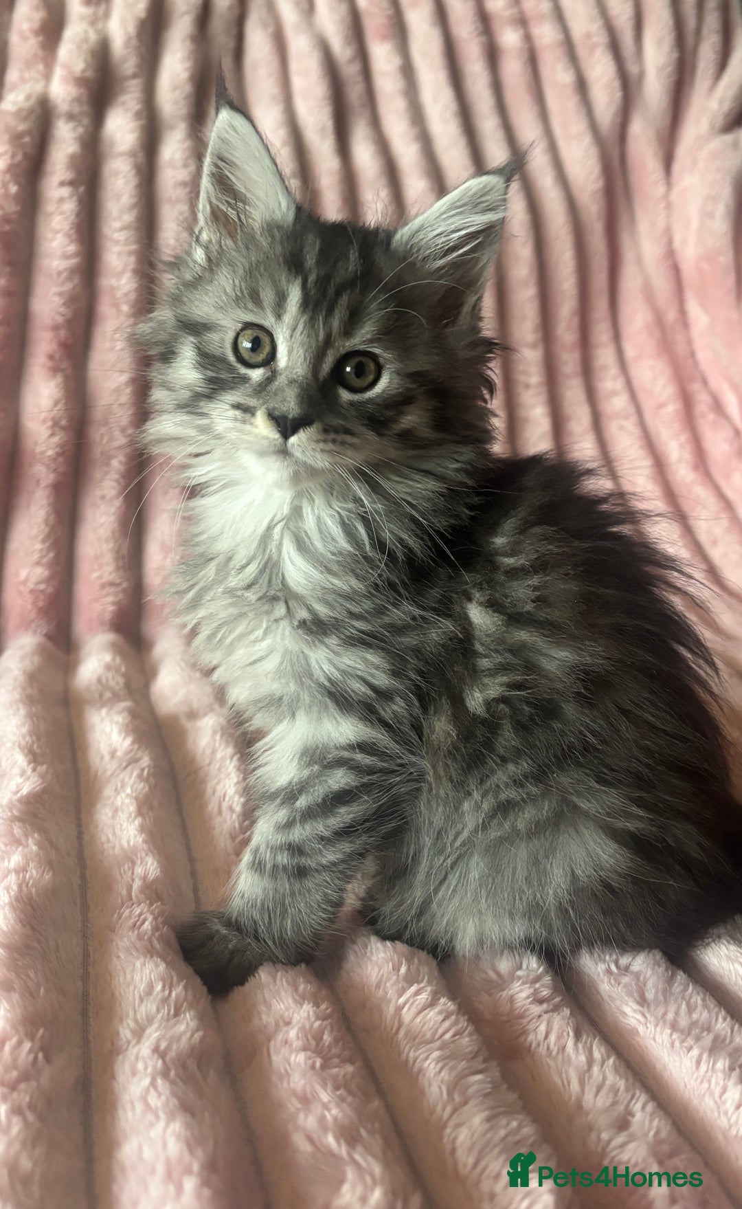 Maine Coon cats for sale:  TICA Maine Coon Kittens Ready for  **  🎁  - Advert 17