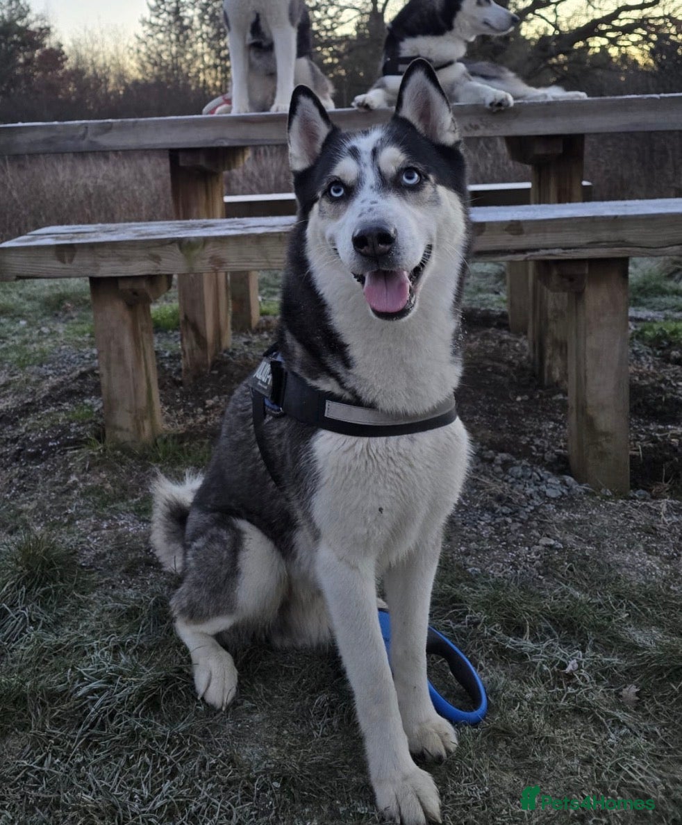 Siberian Husky dogs Zeus Siberian husky  - Advert 17