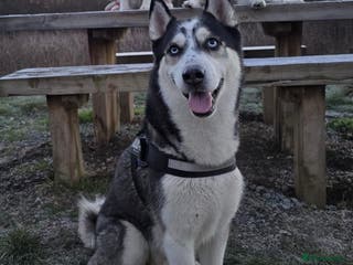 Siberian Husky dogs Zeus Siberian husky - Advert 17