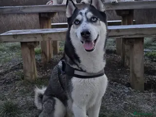 Siberian Husky dogs Zeus Siberian husky - Advert 1