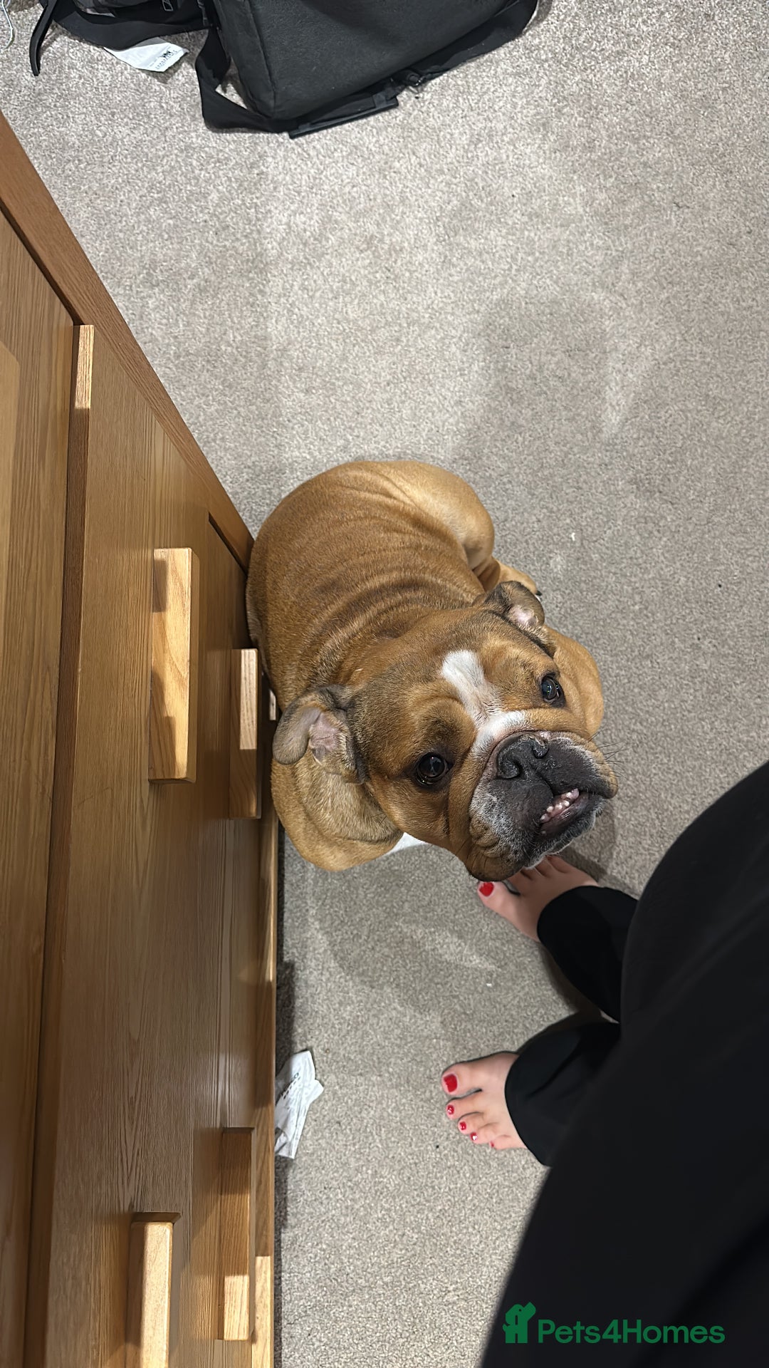English Bulldog dogs for sale: 4year old bulldog - Advert 4